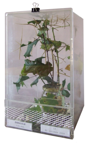 image terrarium plastique 12L