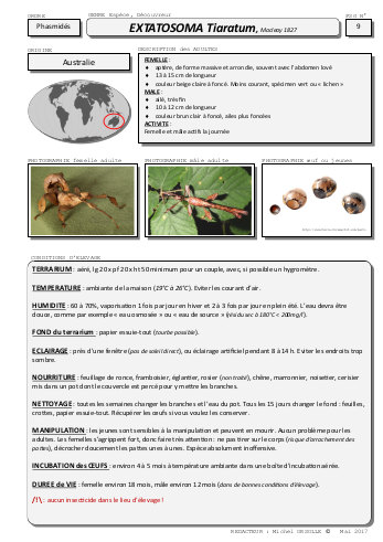 image fiche d'levage des phasmes