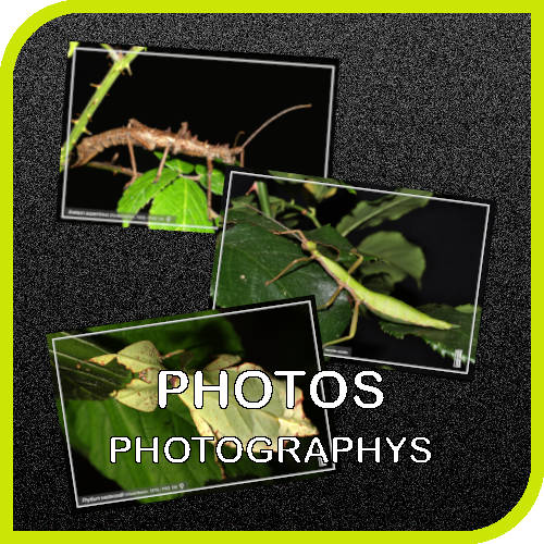 menu principal, les photographies de phasmes