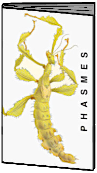 brochure phasme Naturemuseum Olten