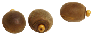 oeufs de phasme, Carausius morosus