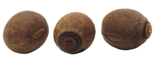 miniature oeufs de Cranidium gibbosum