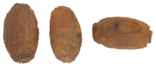 miniature oeufs de phasme, Diapherodes gigantea