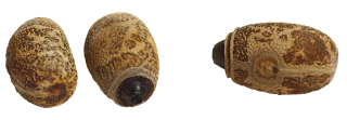 miniature oeufs de Medauroidea extradentata