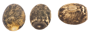 miniature oeufs de Peruphasma schultei