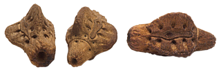 icone oeufs de phasme, Phyllium giganteum