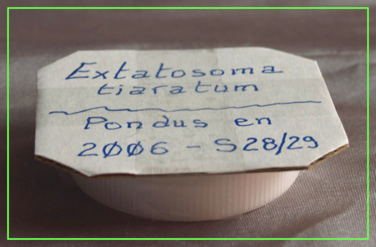 envoi d'oeufs de phasmes