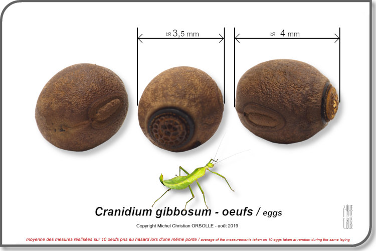 photos oeufs Cranidium gibbosum copyright Orsolle Michel Christian