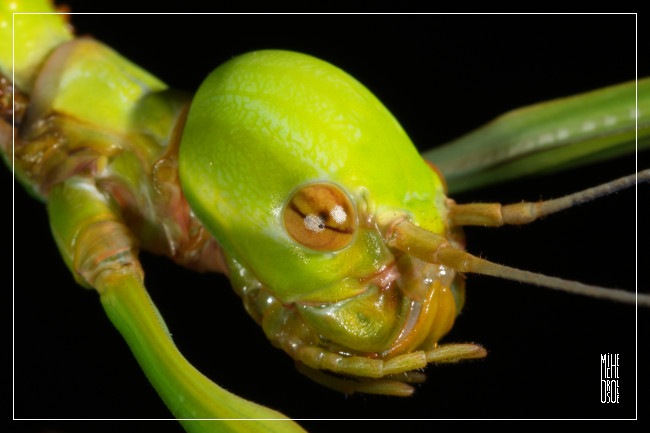 Cranidium gibbosum tte