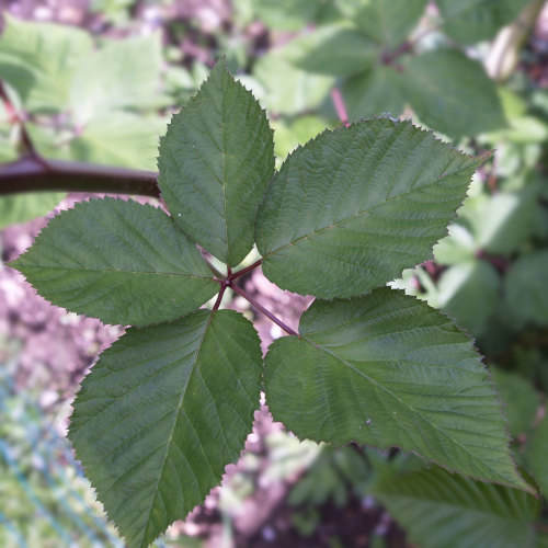 photo ronce commune feuille