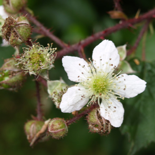 photo ronce commune fleur